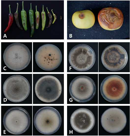 이병된 고추(A)와 사과(B)에 형성된 탄저병 병징