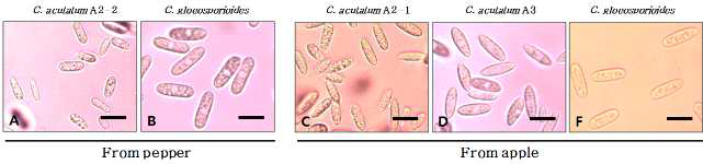 고추(A and B)와 사과(C, D, and E)에서 분리한 C. acutatum and C. gloeosporioides의 분생포자 형태