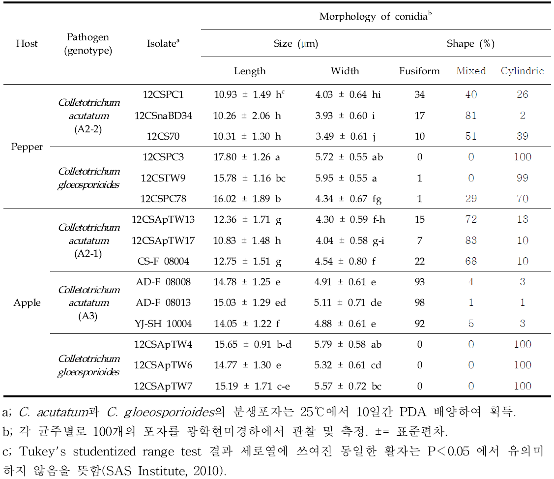 사과와 고추에서 분리한 탄저병균(Colletotrichum spp.) 분생포자의 크기와 형태(청송군)