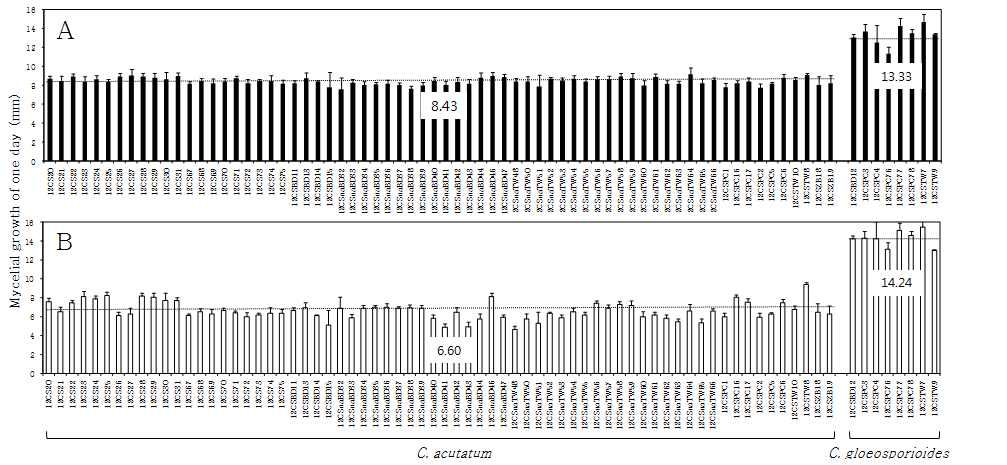 고추에서 분리된 C. acutatum과 C. gloeosporioides의 균사생장