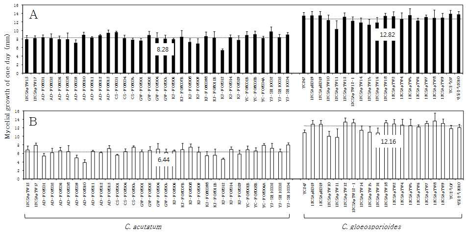 사과에서 분리된 C. acutatum과 C. gloeosporioides의 균사생장