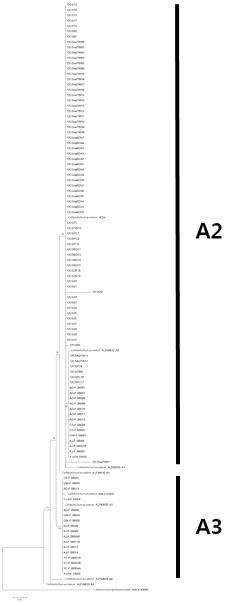 rDNA-ITS 염기서열을 이용한 C. acutatum의 근연관계 계통수