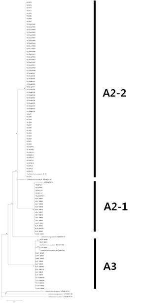 β-tubulin2 유전자 염기서열을 이용한 C. acutatum의 근연관계 계통수