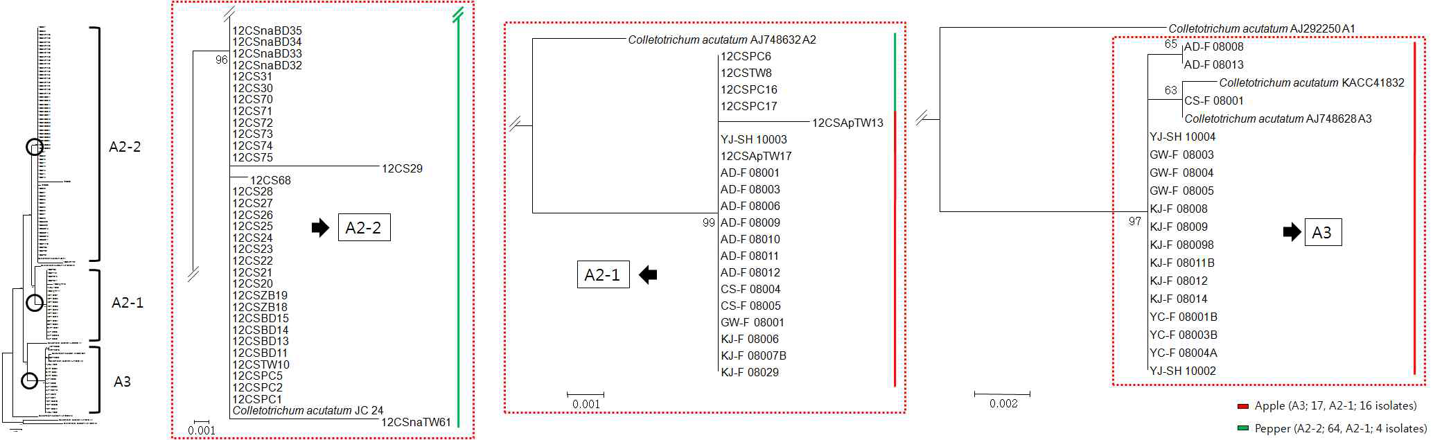 rDNA-ITS 염기서열과 β-tubulin2 유전자 염기서열을 이용한 수집된 C. acutatum 균주의 근연관계분석