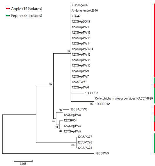 rDNA-ITS 염기서열과 β-tubulin2 유전자 염기서열을 이용한 수집된 C. gloeosporioides 균주의 근연관계분석