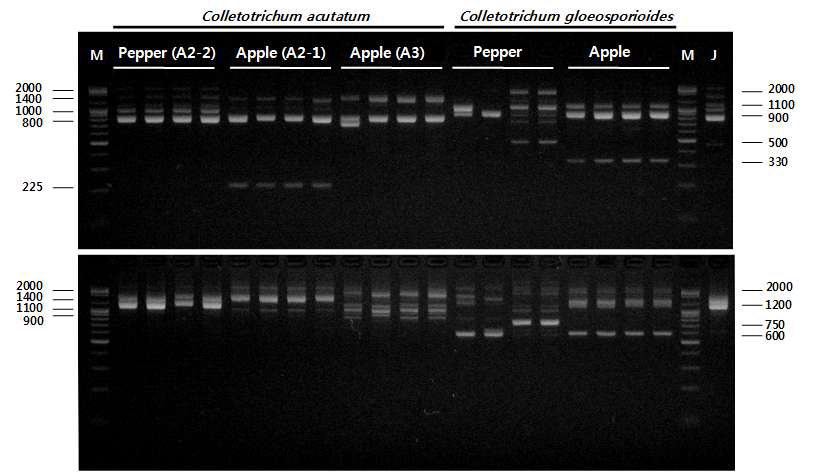 OPC-2 (A) and OPC-5 (B) 프라이머를 이용한 고추와 사과에서 분리한 C. acutatum과 C. gloeosporioides의 RAPD.