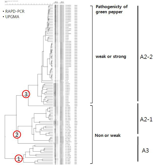 청송군에서 수집한 C. acutatum 70개 균주와 기타지역의 사과 및 고추에서 분리한 31개 탄저병균주의 OPC-2와 OPC-5 primer를 이용한 RAPD 유사도에 따른 Unweighted Pair Group Method with Arithmetic Averages (UPGMA) 계통수