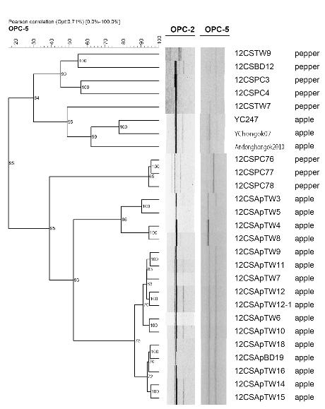 청송군에서 수집한 C. gloeosporioides 24개 균주와 기타지역의 사과 및 고추에서 분리한 3개 탄저병균주의 OPC-2와 OPC-5 primer를 이용한 RAPD 유사도에 따른 Unweighted Pair Group Method with Arithmetic Averages (UPGMA) 계통수