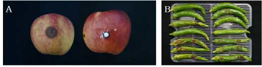 사과와 고추에서 분리한 C. acutatum과 C. gloeosporioides의 실내 접종결과