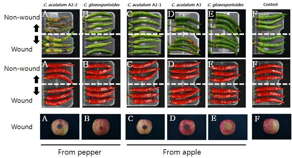 고추와 사과 열매에 대한 탄저병균의 상처접종과 무상처 접종