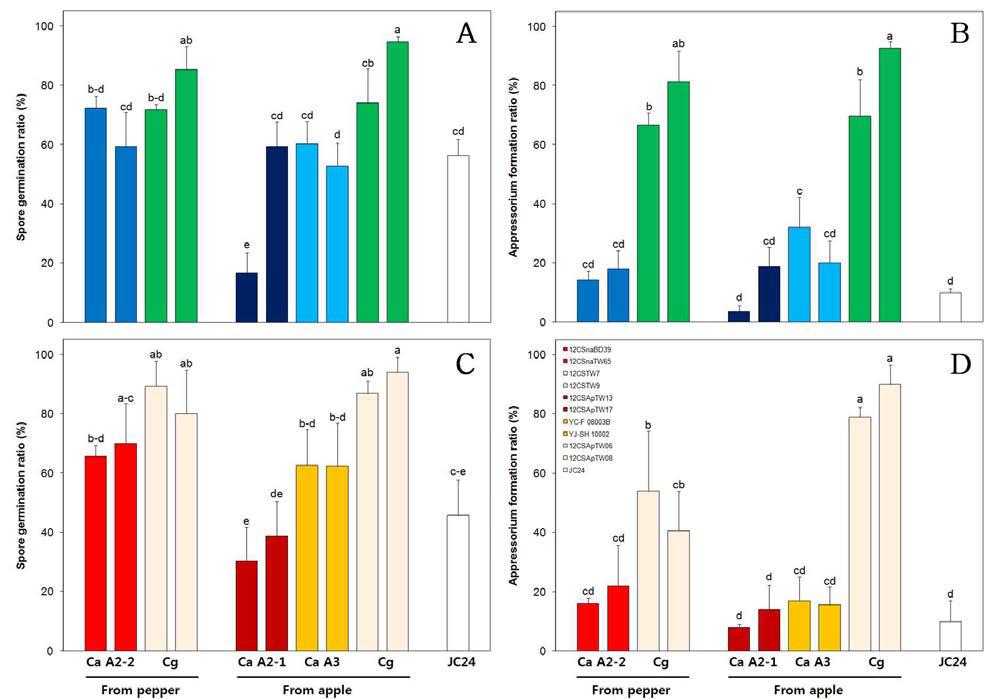 25℃에서 C. acutatum A2-2 and A2-1, C. acutatum A3 and C. gloeosporioides의 푸른 고추(A, B)와 붉은 고추(C, D) 열매상에서 포자 발아율과 부착기형성율