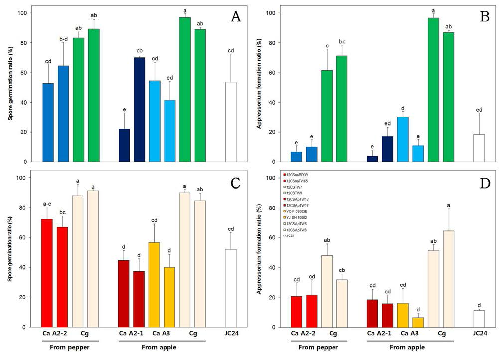 30℃에서 C. acutatum A2-2 and A2-1, C. acutatum A3 and C. gloeosporioides의 푸른 고추(A, B)와 붉은 고추(C, D) 열매상에서 포자 발아율과 부착기형성율