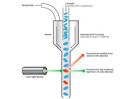 유세포형광 분석기