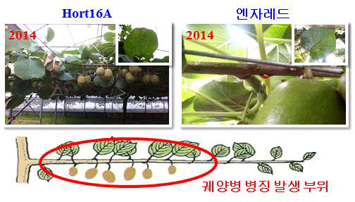 참다래 궤양병균 Psa3에 의한 궤양병 병징 및 표징 발생 부위