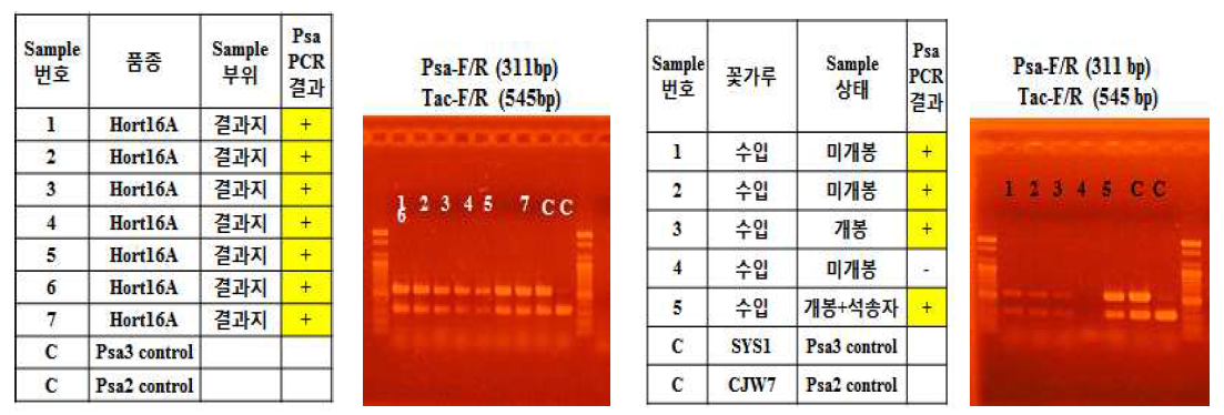 제주도에서 참다래 결과지와 꽃가루로부터 궤양병균 Psa3 검출