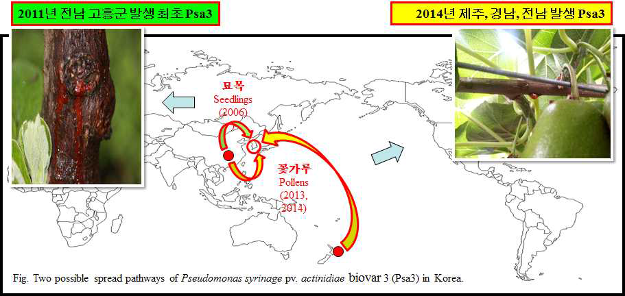 참다래 궤양병 신균주 Psa3의 국내 유입 경로