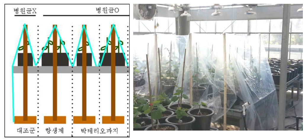 박테리오파지 처리에 의한 온실에서의 방제효과 검정 시스템 모습