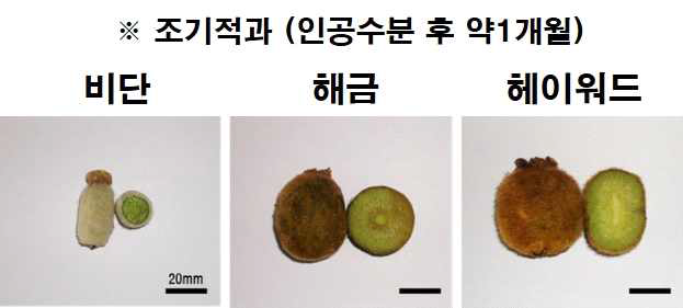 국내육성 품종 세 가지의 조기적과실