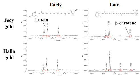 HPLC를 이용한 참다래 추출물의 major carotenoids 분석