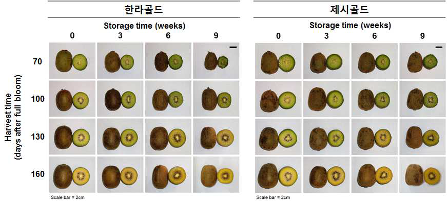 한라골드 및 제시골드의 수확시기 및 후숙기간에 따른 과실 변화