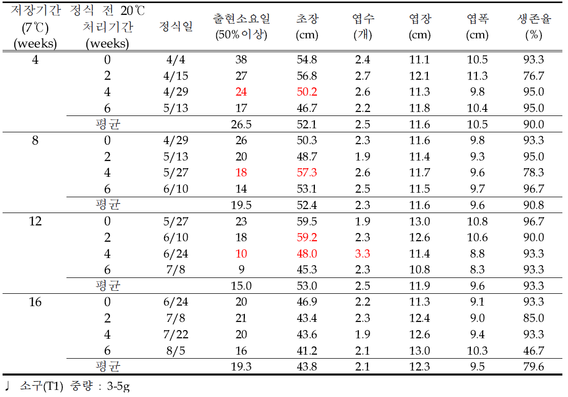 유색칼라 ‘골든하트’ 소구(T1) 저장 및 정식 전 싹틔우기 온도기간별 생육비교