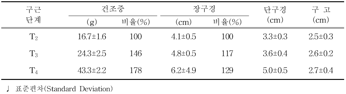유색칼라 ‘골든하트’ 구근단계별(T2~T4) 정식 전 구근 특성