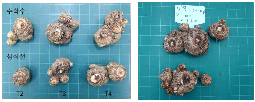 유색칼라 ‘골든하트’ 구근단계별(T2~T4) 정식 전후 구근(좌) 및 자구형성(우)