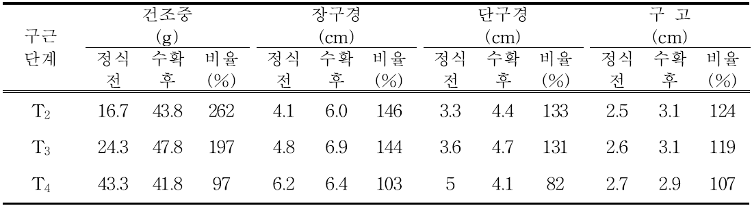 유색칼라 ‘골든하트’ 구근단계별(T2~T4) 재배 수확 후 구근 비대 비율