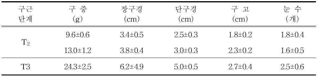 유색칼라 ‘골든하트’ 구근단계별(T2~T3) 정식 전 구근소질