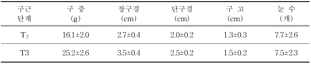 유색칼라 ‘골든하트’ 구근단계별(T2~T3) 정식 전 구근소질