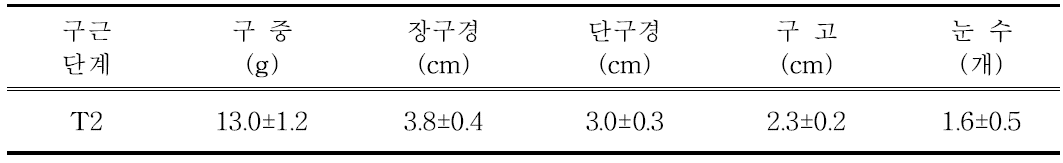 ‘골든하트’ 품종의 생장조정제 처리 정식 전 구근소질