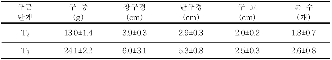 ‘립글로’ 품종의 생장조정제 처리 정식 전 구근소질