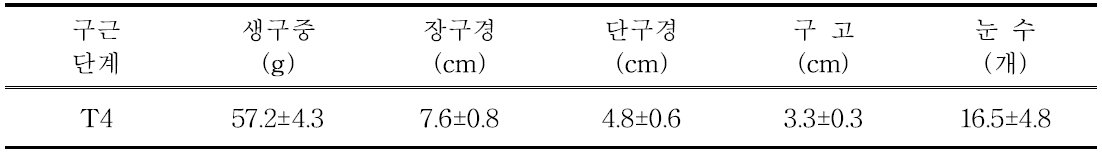 유색칼라 ‘골든하트’ 정식 전 구근소질