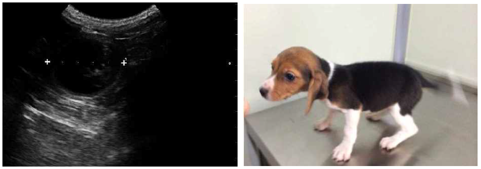 Ultrasonogram of fetus in the fetal vesicle (left) and cloned dog (right)