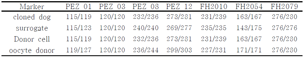 Microsatellite analysis of cloned dog.