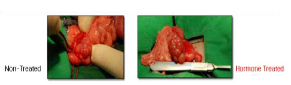 Non-treated ovary and hormone-treated ovary