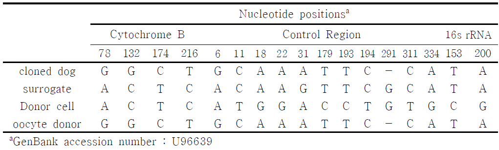 Mitochondrial DNA sequences of cloned dog.