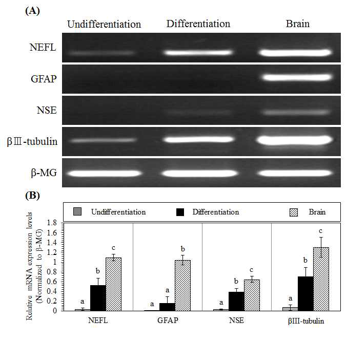 Expression of neuron and astrocyte-specific markers