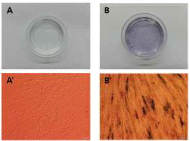 Expression of AP activity in canine mesenchymal stem cells derived from bone marrow. Before(A, A') and after(B, B') AP staining.