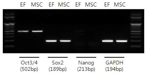 Expression of pluripotency markers (oct3/4, SOX2 and Nanog) in canine mesenchymal stem cells derived from bone marrow.