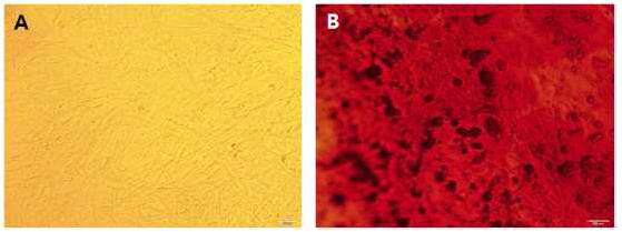 Differentiation potential of canine mesenchymal stem cells derived from bone marrow into osteocyte. (A) osteocyte differentiated MSC, (B) alizarin staining