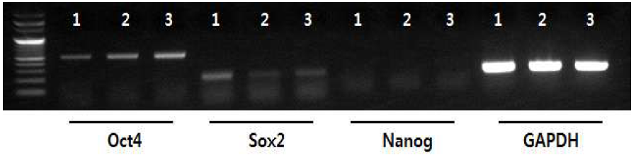 Expresstion of transcription factors in canine bone marrow MSC and blood MSC. (1) canine bone marrow MSC, (2) and (3) canine blood MSC