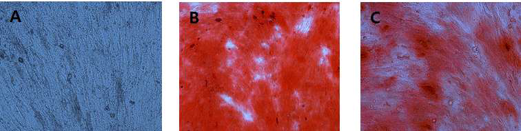 Osteocyte differentiation of canine blood MSC. (A) MSC convert to osteocyte, (B) alizarin staining(x10), (C) alizarin staining(x20)