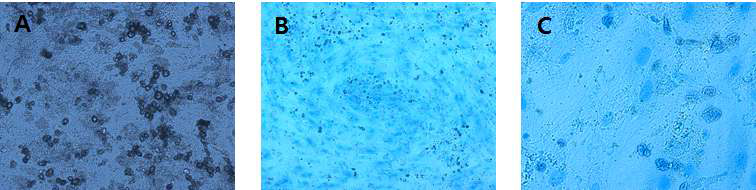 Chondrocyte differentiation of canine blood MSC. (A) MSC convert to chondrocyte, (B)alcian blue staining(x20), (C)alcian blue staining(x40)