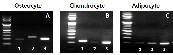 Gene expression of osteocyte, chondrocyte and adipocyte in differentiated canine blood MSC. (A) 1: osteocalcin(198bp), 2: Runx2(235bp), 3: GAPDH(194bp), (B) 1: collagen type II(222bp), 2: Sox9(198bp), 3: GAPDH(194bp), (C) 1: LPL(204bp), 2: leptin(200bp), 3: GAPDH(194bp)