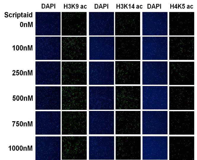 Immunostaining of different Scriptaid treatment concentration