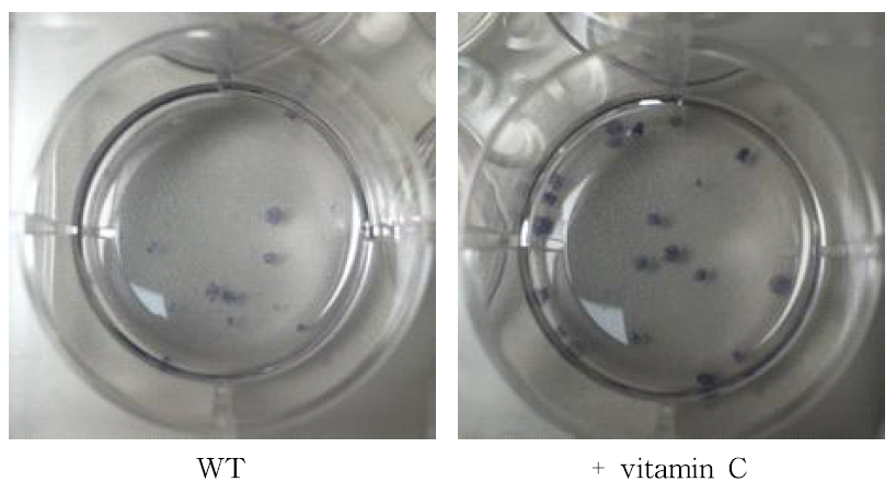 Vitamin C 처리를 통한 효율 증진