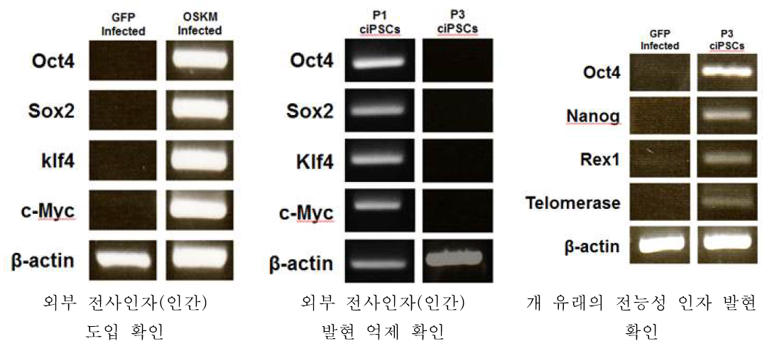 ciPSC의 유전자 발현 패턴