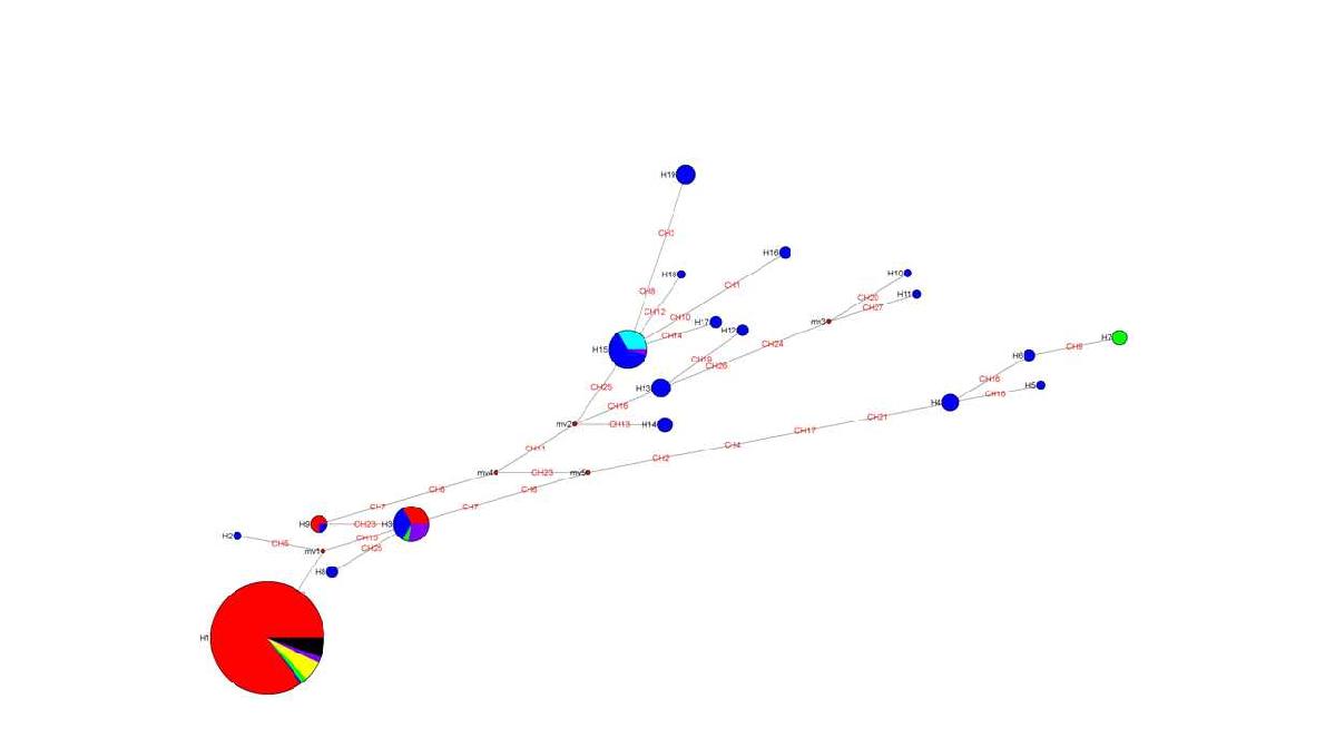 미국선녀벌레 haplotype간의 MJ networks