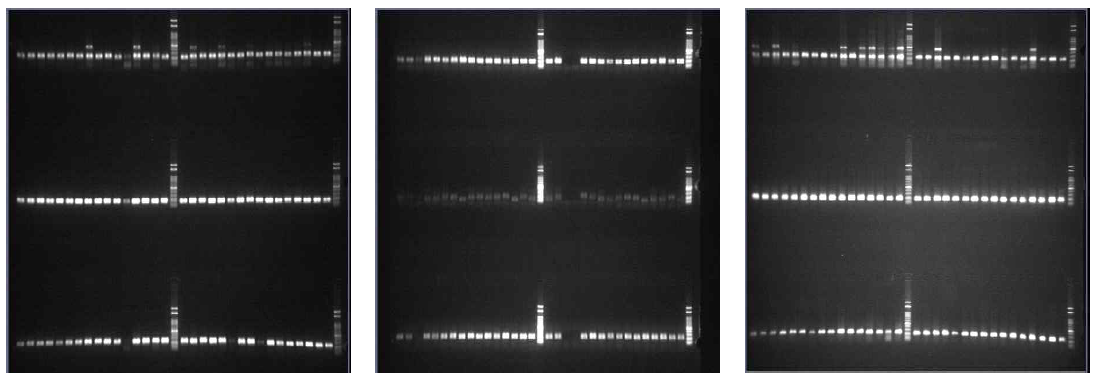 미국선녀벌레 6개 microsatellite marker를 이용한 각 지역별 PCR 결과